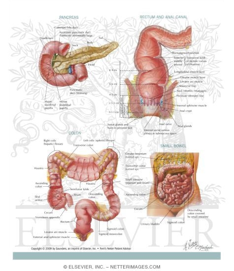 Gastrointestinal System