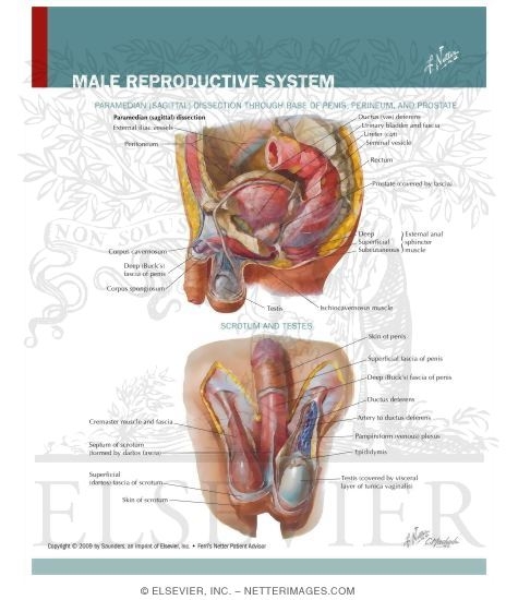 Watermarked preview of labeled image: Male Reproductive System