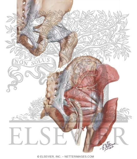 Watermarked preview of unlabeled image: Disorders of the Hip