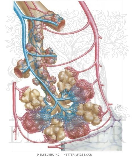 Intrapulmonary Circulation