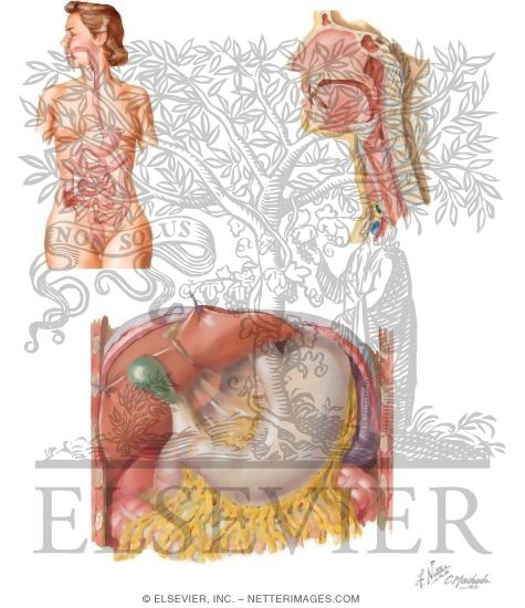 Gastrointestinal System