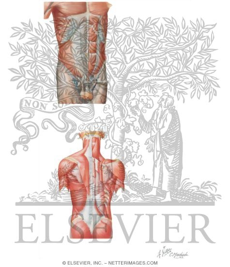 Watermarked preview of unlabeled image: Musculature of the Chest, Abdomen, and Back