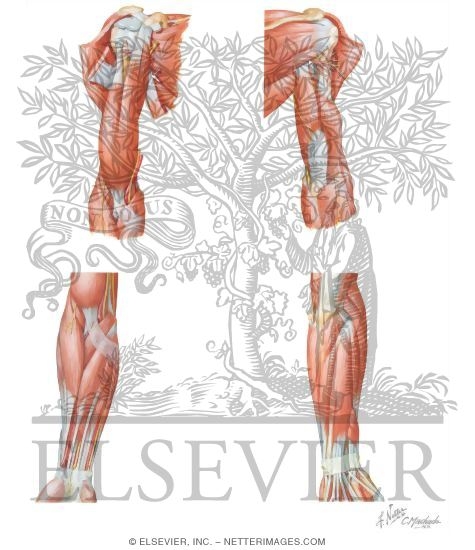 Watermarked preview of unlabeled image: Musculature of the Arm