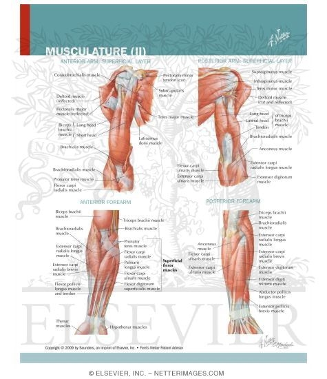 Watermarked preview of labeled image: Musculature of the Arm