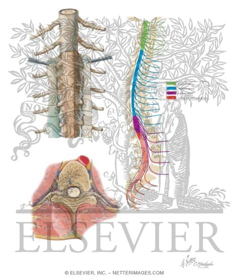 Spinal Cord