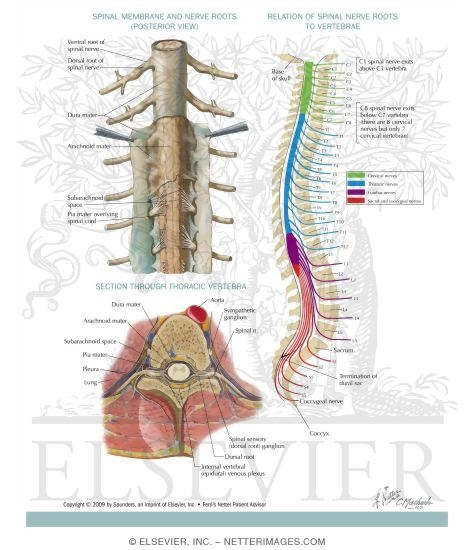 Spinal Cord
