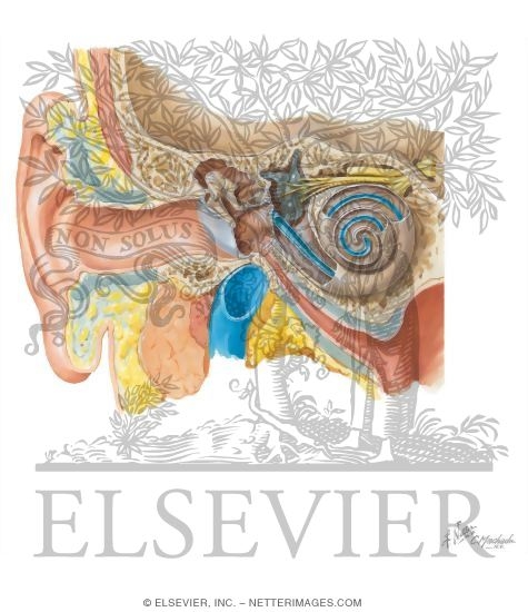 Watermarked preview of unlabeled image: Anatomy of the Ear