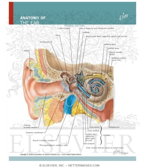 Watermarked preview of labeled image: Anatomy of the Ear