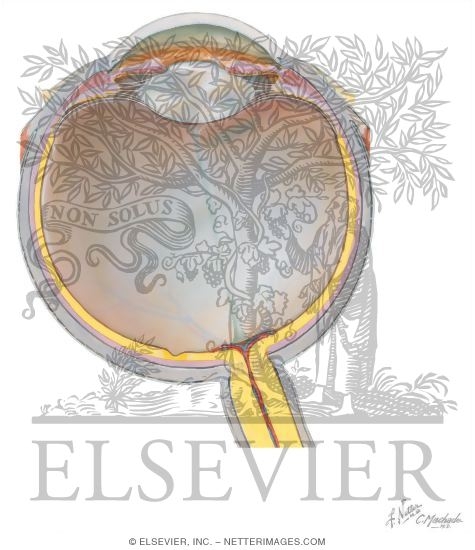 Anatomy of the Eye