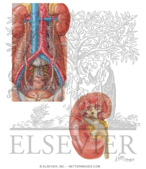 Watermarked preview of unlabeled image: Urinary System