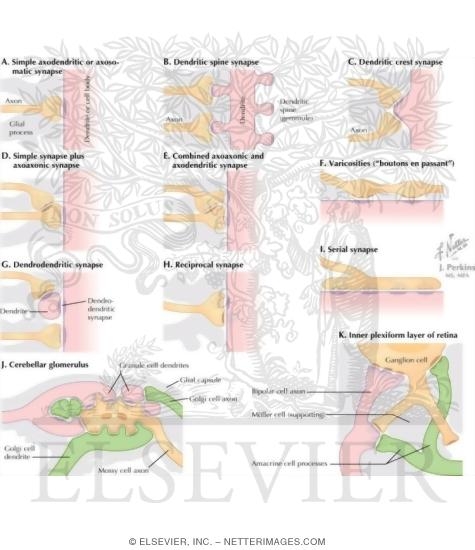 Watermarked preview of labeled image: Types of Synapses