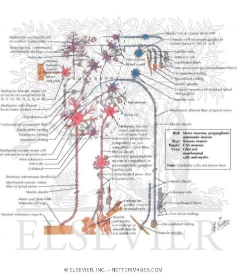 Watermarked preview of labeled image: Some Cell Types of the Nervous System
Neuronal Cell Types