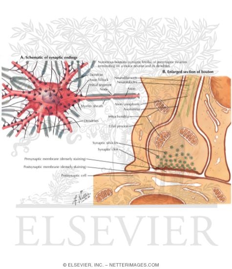 Watermarked preview of labeled image: Synaptic Morphology