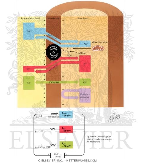 Watermarked preview of labeled image: Neuronal Resting Potential
Resting Membrane Potential (RMP)