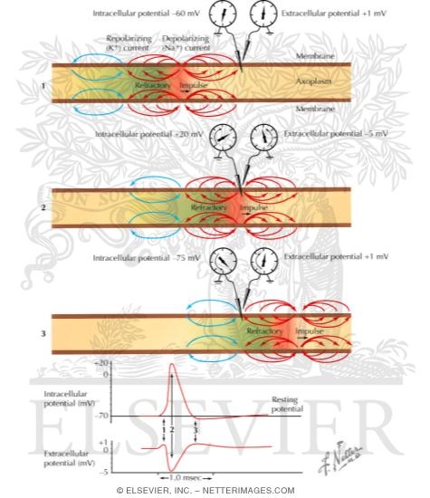 Watermarked preview of labeled image: Propagation of the Action Potential