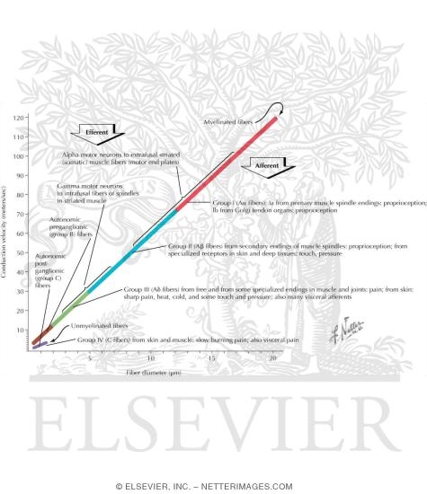 Watermarked preview of labeled image: Classification of Peripheral Nerve Fibers By Size and Conduction Velocity