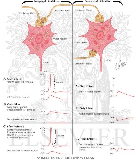 Presynaptic and Postsynaptic Inhibition