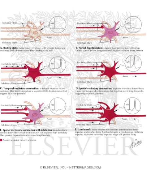 Watermarked preview of labeled image: Spatial and Temporal Summation
Summation of Excitation and Inhibition 
Temporal and Spatial Summation