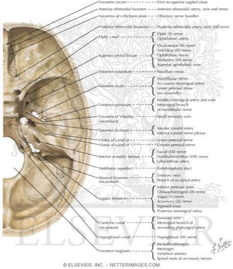 Foramina In The Base Of The Adult Skull Internal Aspect Of