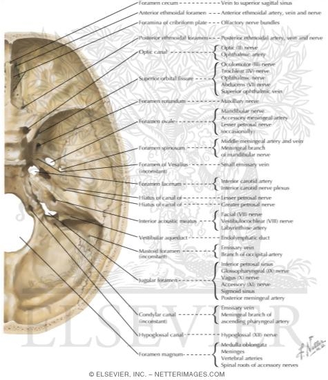 Foramina In the Base of the Adult Skull
Internal Aspect of Base of Skull: Orifices 
Foramina of Cranial Base: Superior View