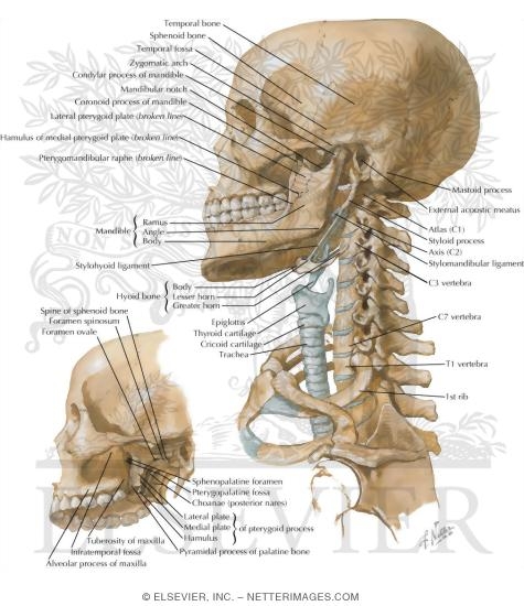Watermarked preview of labeled image: Bony Framework of Head and Neck