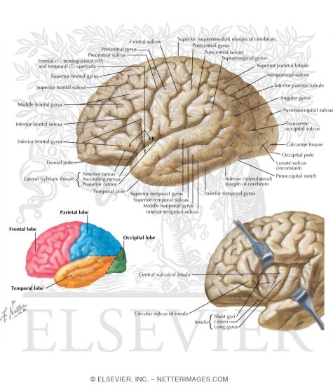 Cerebrum: Lateral Views
Organization of the Brain: Cerebrum
Superolateral Surface of Brain
Surface Anatomy of the Forebrain: Lateral View