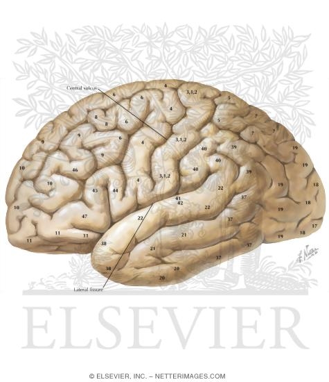 Lateral View of the Forebrain: Brodmann Areas