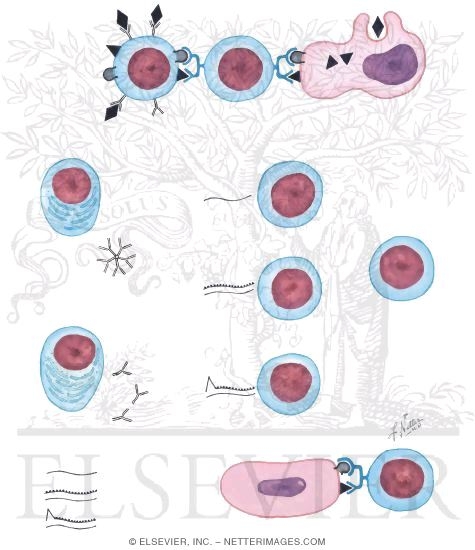 Watermarked preview of unlabeled image: Pathways of Immune Response