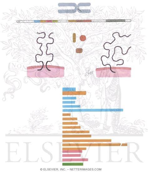 Histocompatibility Antigens and Immune Disease