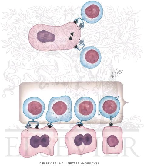 Watermarked preview of unlabeled image: Generation of Effector T-Cells