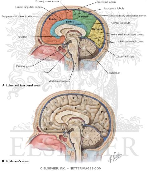 Watermarked preview of labeled image: Medial Surface of the Brain