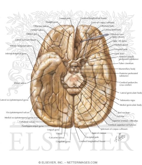 Cerebrum: Inferior View
Inferior Surface of Brain