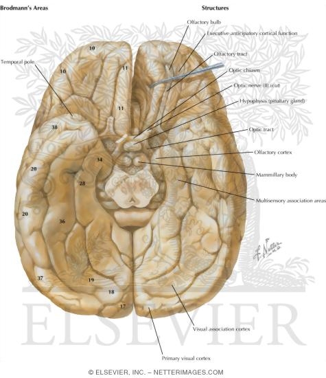 Cerebrum: Inferior View
Inferior Surface of Brain