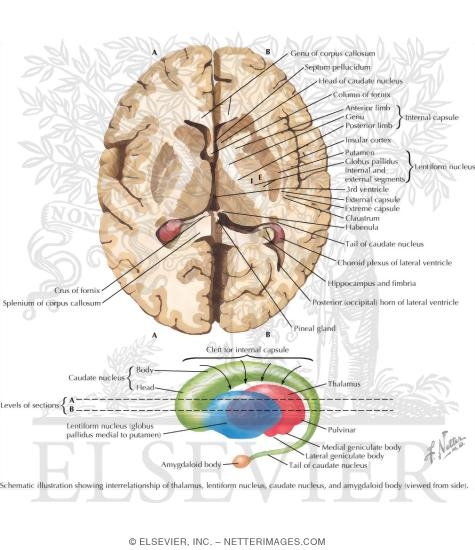 Basal Ganglia
Basal Nuclei (Ganglia)