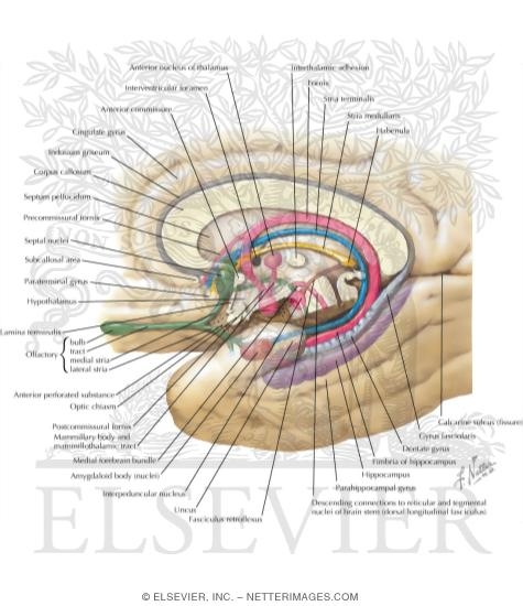 Major Limbic Forebrain Structures