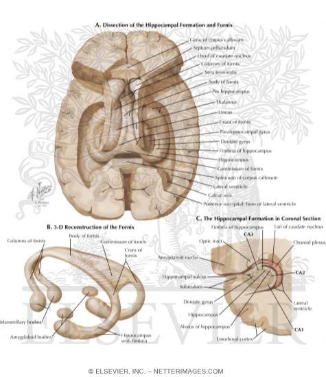 Hippocampal Formation and Fornix