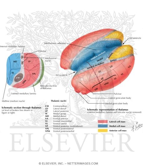 Watermarked preview of labeled image: Thalamic Nuclei