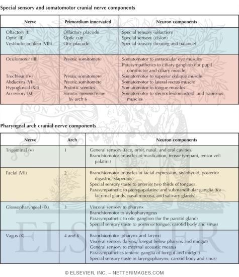 Cranial Nerve Neuron Components