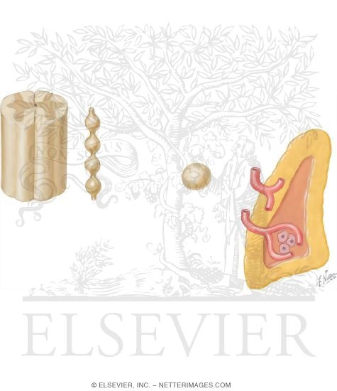 Watermarked preview of unlabeled image: Schematic of Innervation of the Adrenal Gland