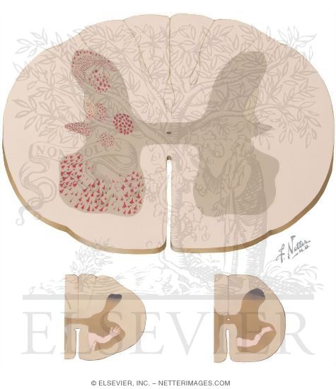 Distribution of Lower Motor Neurons in the Spinal Cord