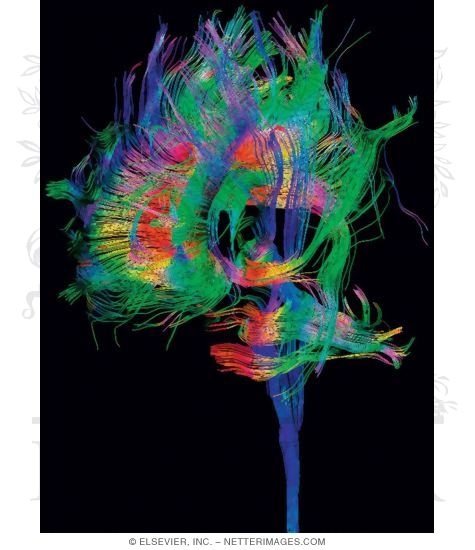 Color Imaging of Cortical Efferent Pathways