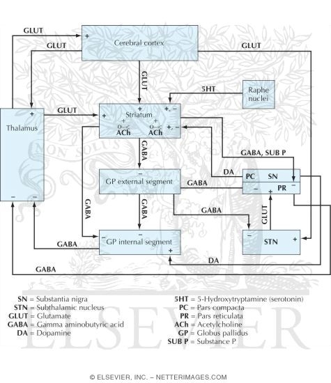 Watermarked preview of unlabeled image: Basic Basal Ganglia Circuitry and Neurotransmitters
