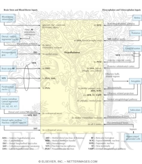 Watermarked preview of unlabeled image: Schematic Diagram of Major Hypothalamic Afferent Pathways