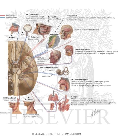 Watermarked preview of labeled image: Cranial Nerves (Motor and Sensory Distribution): Schema