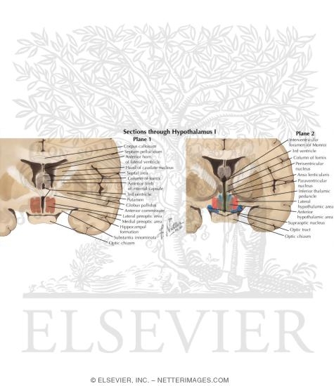 Watermarked preview of labeled image: Sections Through Hypothalamus I: Planes 1 and 2