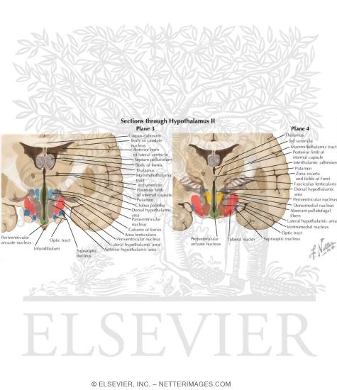 Watermarked preview of labeled image: Sections Through Hypothalamus II - Planes 3 and 4
Sections Through the Hypothalamus - Tuberal Zone