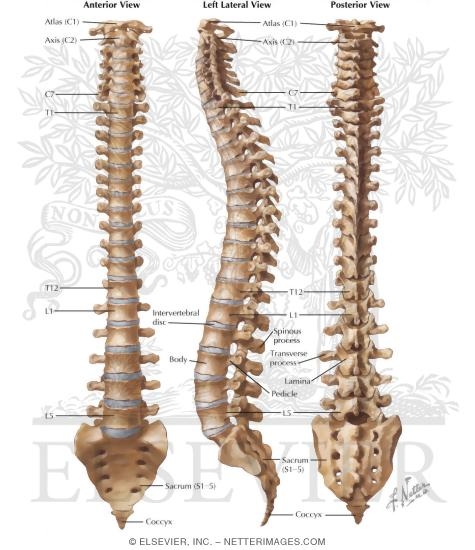 Vertebral Column