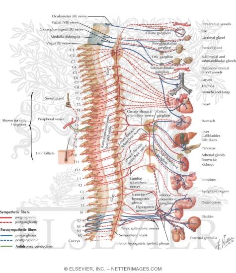 Watermarked preview of labeled image: Autonomic Nervous System: Schema
Schema of Autonomic Nervous System