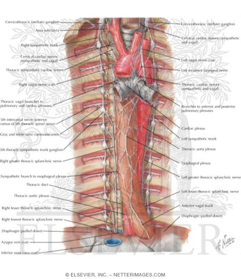 Autonomic Nerves in Thorax
Sympathetic Trunk in the Thorax
