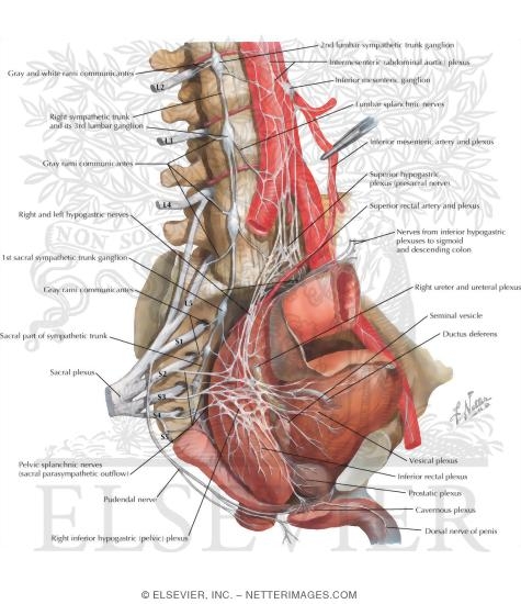 Watermarked preview of labeled image: Autonomic Nerves and Ganglia in the Pelvis
